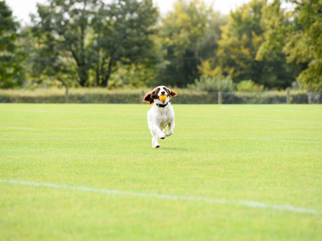 A dog running in a field carrying an orange ball.