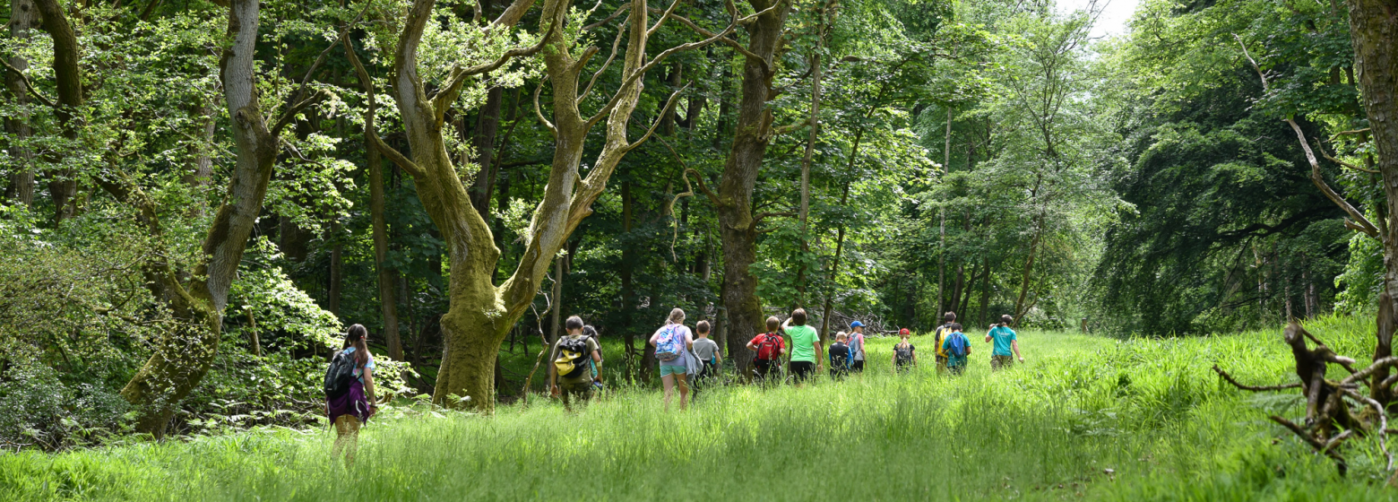 Children walking through the forest