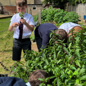 07 05 2024 Science Picking Mint